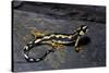 Neurergus Kaiseri (Luristan Newt, Emperor Spotted Newt)-Paul Starosta-Stretched Canvas