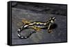 Neurergus Kaiseri (Luristan Newt, Emperor Spotted Newt)-Paul Starosta-Framed Stretched Canvas