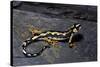 Neurergus Kaiseri (Luristan Newt, Emperor Spotted Newt)-Paul Starosta-Stretched Canvas