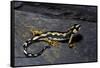 Neurergus Kaiseri (Luristan Newt, Emperor Spotted Newt)-Paul Starosta-Framed Stretched Canvas