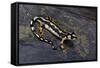 Neurergus Kaiseri (Luristan Newt, Emperor Spotted Newt)-Paul Starosta-Framed Stretched Canvas