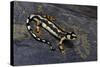 Neurergus Kaiseri (Luristan Newt, Emperor Spotted Newt)-Paul Starosta-Stretched Canvas