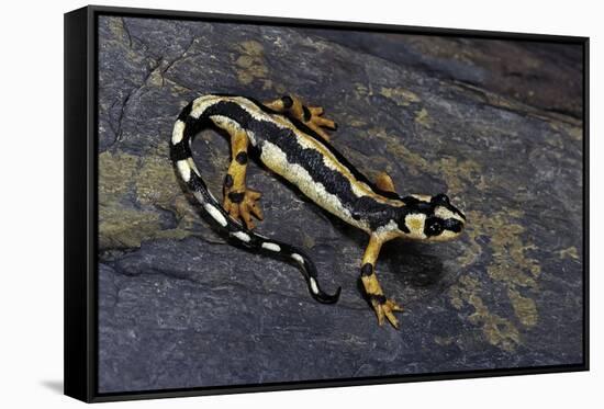 Neurergus Kaiseri (Luristan Newt, Emperor Spotted Newt)-Paul Starosta-Framed Stretched Canvas