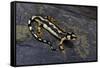 Neurergus Kaiseri (Luristan Newt, Emperor Spotted Newt)-Paul Starosta-Framed Stretched Canvas