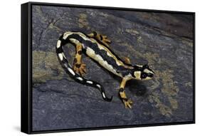 Neurergus Kaiseri (Luristan Newt, Emperor Spotted Newt)-Paul Starosta-Framed Stretched Canvas