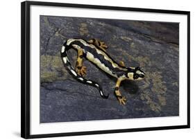 Neurergus Kaiseri (Luristan Newt, Emperor Spotted Newt)-Paul Starosta-Framed Premium Photographic Print