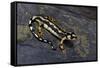 Neurergus Kaiseri (Luristan Newt, Emperor Spotted Newt)-Paul Starosta-Framed Stretched Canvas