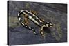 Neurergus Kaiseri (Luristan Newt, Emperor Spotted Newt)-Paul Starosta-Stretched Canvas