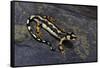 Neurergus Kaiseri (Luristan Newt, Emperor Spotted Newt)-Paul Starosta-Framed Stretched Canvas