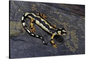 Neurergus Kaiseri (Luristan Newt, Emperor Spotted Newt)-Paul Starosta-Stretched Canvas