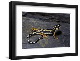 Neurergus Kaiseri (Luristan Newt, Emperor Spotted Newt)-Paul Starosta-Framed Photographic Print