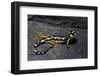 Neurergus Kaiseri (Luristan Newt, Emperor Spotted Newt)-Paul Starosta-Framed Photographic Print