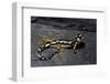 Neurergus Kaiseri (Luristan Newt, Emperor Spotted Newt)-Paul Starosta-Framed Photographic Print