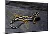 Neurergus Kaiseri (Luristan Newt, Emperor Spotted Newt)-Paul Starosta-Mounted Photographic Print