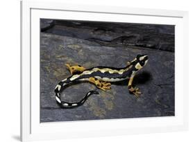 Neurergus Kaiseri (Luristan Newt, Emperor Spotted Newt)-Paul Starosta-Framed Photographic Print