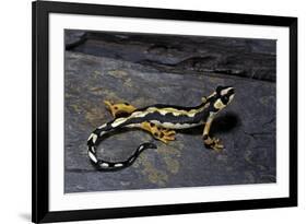 Neurergus Kaiseri (Luristan Newt, Emperor Spotted Newt)-Paul Starosta-Framed Photographic Print