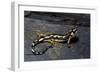 Neurergus Kaiseri (Luristan Newt, Emperor Spotted Newt)-Paul Starosta-Framed Photographic Print