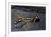 Neurergus Kaiseri (Luristan Newt, Emperor Spotted Newt)-Paul Starosta-Framed Photographic Print