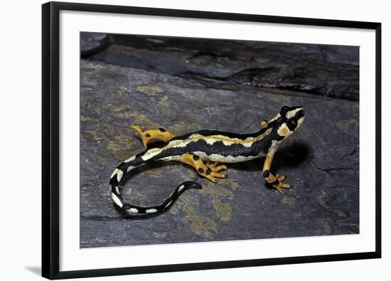 Neurergus Kaiseri (Luristan Newt, Emperor Spotted Newt)-Paul Starosta-Framed Photographic Print