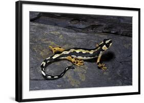 Neurergus Kaiseri (Luristan Newt, Emperor Spotted Newt)-Paul Starosta-Framed Photographic Print