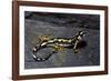 Neurergus Kaiseri (Luristan Newt, Emperor Spotted Newt)-Paul Starosta-Framed Photographic Print