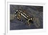 Neurergus Kaiseri (Luristan Newt, Emperor Spotted Newt)-Paul Starosta-Framed Photographic Print
