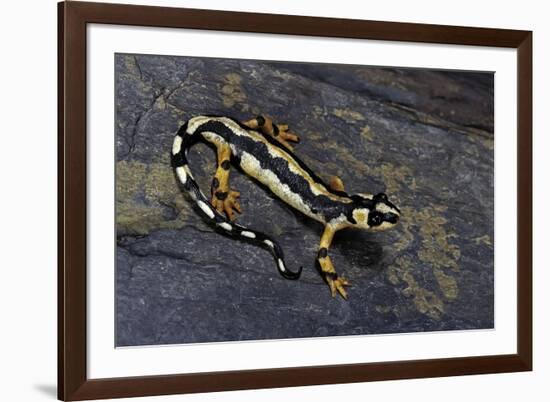 Neurergus Kaiseri (Luristan Newt, Emperor Spotted Newt)-Paul Starosta-Framed Photographic Print