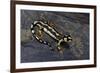 Neurergus Kaiseri (Luristan Newt, Emperor Spotted Newt)-Paul Starosta-Framed Photographic Print