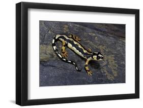 Neurergus Kaiseri (Luristan Newt, Emperor Spotted Newt)-Paul Starosta-Framed Photographic Print