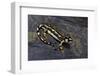 Neurergus Kaiseri (Luristan Newt, Emperor Spotted Newt)-Paul Starosta-Framed Photographic Print