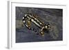 Neurergus Kaiseri (Luristan Newt, Emperor Spotted Newt)-Paul Starosta-Framed Photographic Print