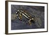 Neurergus Kaiseri (Luristan Newt, Emperor Spotted Newt)-Paul Starosta-Framed Photographic Print