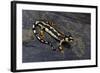 Neurergus Kaiseri (Luristan Newt, Emperor Spotted Newt)-Paul Starosta-Framed Photographic Print