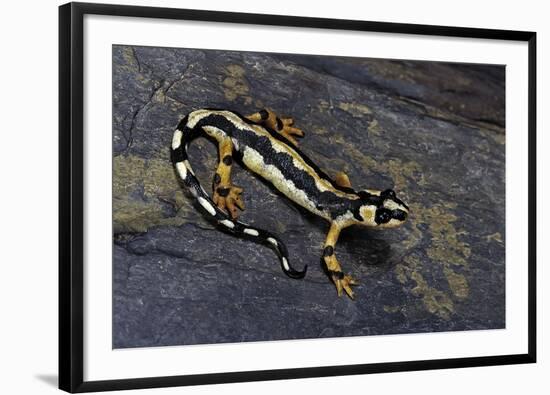 Neurergus Kaiseri (Luristan Newt, Emperor Spotted Newt)-Paul Starosta-Framed Photographic Print