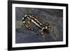 Neurergus Kaiseri (Luristan Newt, Emperor Spotted Newt)-Paul Starosta-Framed Photographic Print