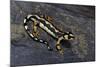 Neurergus Kaiseri (Luristan Newt, Emperor Spotted Newt)-Paul Starosta-Mounted Photographic Print