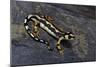 Neurergus Kaiseri (Luristan Newt, Emperor Spotted Newt)-Paul Starosta-Mounted Photographic Print