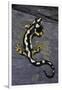 Neurergus Kaiseri (Luristan Newt, Emperor Spotted Newt)-Paul Starosta-Framed Photographic Print