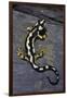 Neurergus Kaiseri (Luristan Newt, Emperor Spotted Newt)-Paul Starosta-Framed Photographic Print