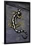 Neurergus Kaiseri (Luristan Newt, Emperor Spotted Newt)-Paul Starosta-Framed Photographic Print