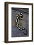 Neurergus Kaiseri (Luristan Newt, Emperor Spotted Newt)-Paul Starosta-Framed Photographic Print