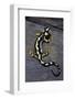 Neurergus Kaiseri (Luristan Newt, Emperor Spotted Newt)-Paul Starosta-Framed Photographic Print