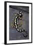 Neurergus Kaiseri (Luristan Newt, Emperor Spotted Newt)-Paul Starosta-Framed Photographic Print