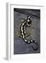 Neurergus Kaiseri (Luristan Newt, Emperor Spotted Newt)-Paul Starosta-Framed Photographic Print