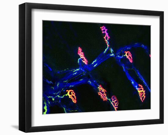 Neuromuscular Synapse, Light Micrograph-Thomas Deerinck-Framed Photographic Print