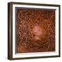 Neuron in Copper-Michael Willett-Framed Art Print