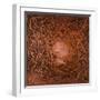 Neuron in Copper-Michael Willett-Framed Art Print