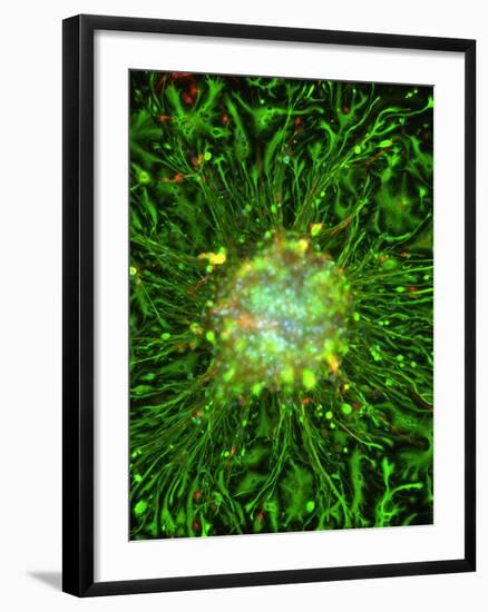 Neurosphere Culture-Riccardo Cassiani-ingoni-Framed Photographic Print