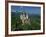 Neuschwanstein Castle, Germany, Europe-Williams Andy-Framed Photographic Print