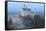 Neuschwanstein Castle in Winter, Fussen, Bavaria, Germany, Europe-Miles Ertman-Framed Stretched Canvas